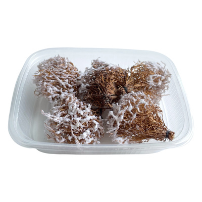 35020/6 DasModel 1/35 Winter bushes 5 pcs.
